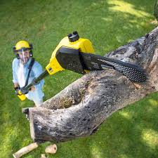 Best Tree Preservation Services  in Gananda, NY